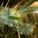 wikiseeds